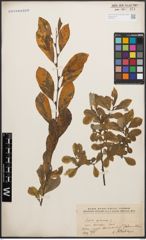 Foto von Salix cinerea L.